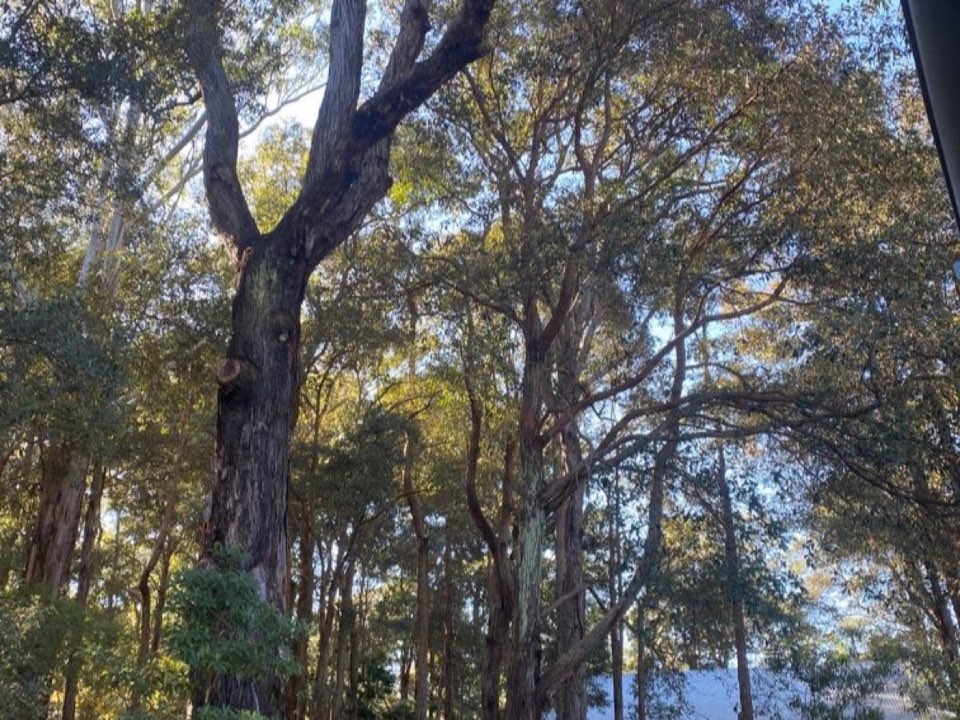Mature trees in a Leicestershire parkland setting due for routine re-inspection