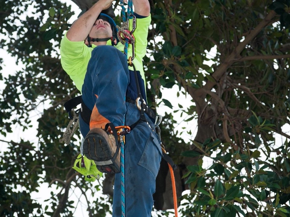 Qualified arborist working in a mature tree during an Enviro Trees UK survey in Leicestershire